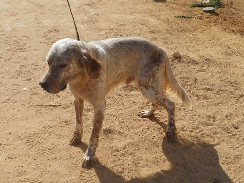 ASSO, SIMIL SETTER DA SALVARE DALLA SOPPRESSIONE IN PERRERA