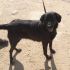ARIA, LABRADOR NERA DA SALVARE DALLA SOPPRESSIONE IN PERRERA