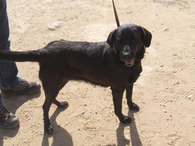 ARIA, LABRADOR NERA DA SALVARE DALLA SOPPRESSIONE IN PERRERA