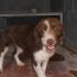 PULCE, CAGNOLINA TAGLIA PICCOLA DA SALVARE DALLA PERRERA