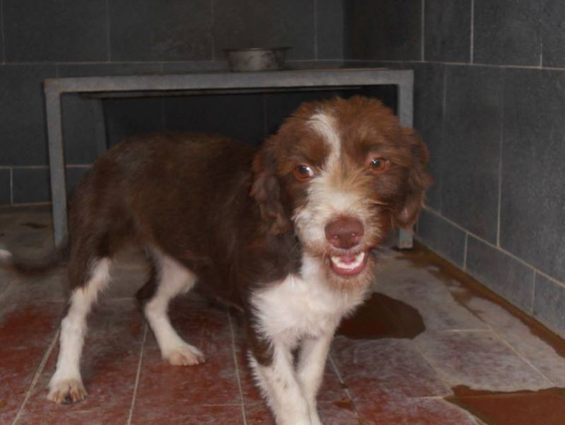 PULCE, CAGNOLINA TAGLIA PICCOLA DA SALVARE DALLA PERRERA