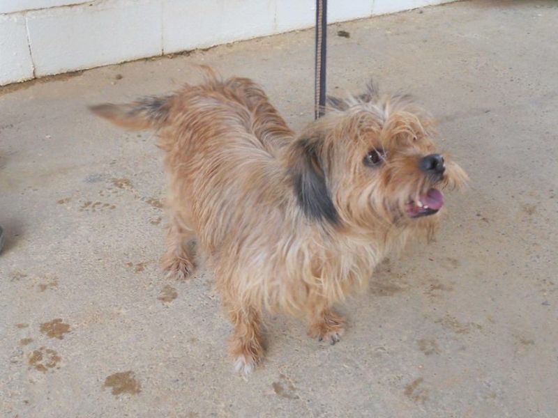 AMY, PICCOLA CAGNOLINA DA SALVARE DALLA SOPPRESSIONE IN PERRERA
