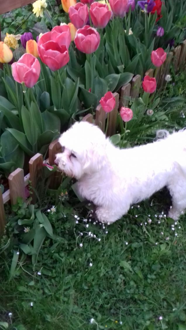Molly e i tulipani