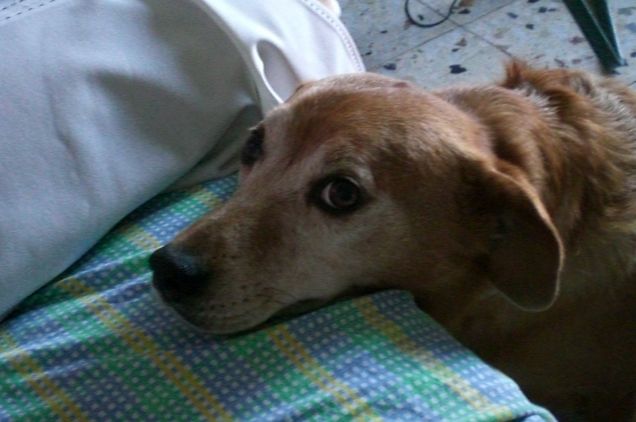 BRICIOLA:LA DOLCEZZA FATTA CANE.