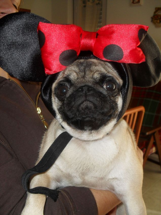 La vida es un carnaval 