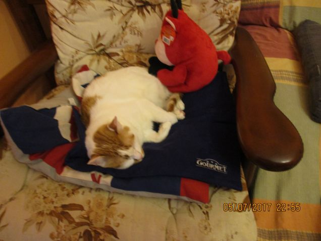 Leone sul vostro tappetino