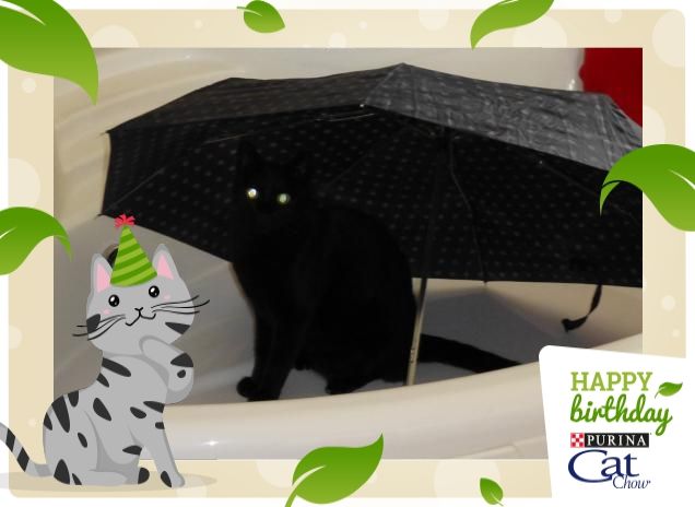 Ma tu dici che pioverà?