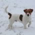 Jack Russell Terrier DISPONIBILE PER ACCOPPIAMENTI