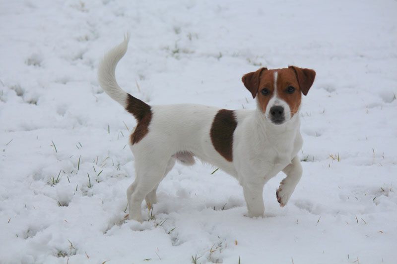 Jack Russell Terrier DISPONIBILE PER ACCOPPIAMENTI