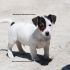 Maschio Jack Russell Terrier disponibile subito