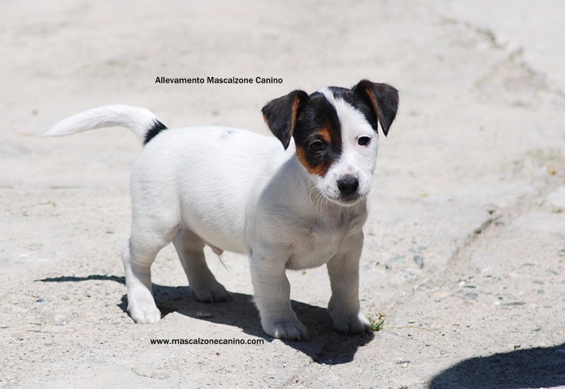 Maschio Jack Russell Terrier disponibile subito