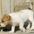 Maschietti di Jack Russell Terrier
