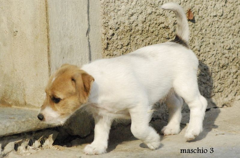 Maschietti di Jack Russell Terrier
