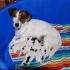 Cucciolata di Jack Russell Terrier del 19/08/2014