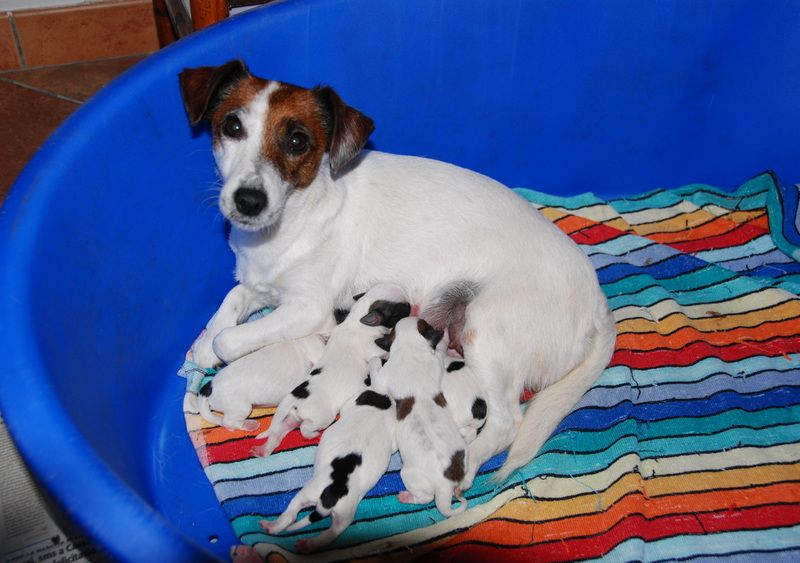 Cucciolata di Jack Russell Terrier del 19/08/2014