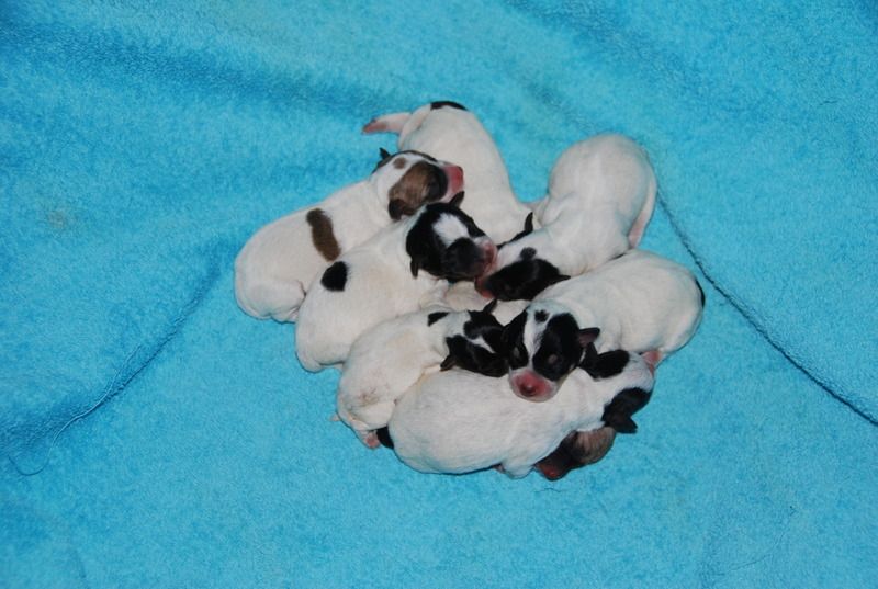 Cucciolata di Jack Russell Terrier del 7 agosto 2014