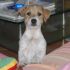 Maschietto di Jack Russell Terrier subito disponibile