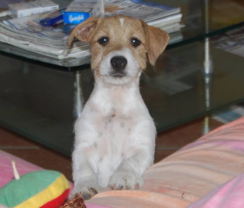 Maschietto di Jack Russell Terrier subito disponibile