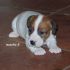 Tre cuccioli maschi di Jack Russell Terrier