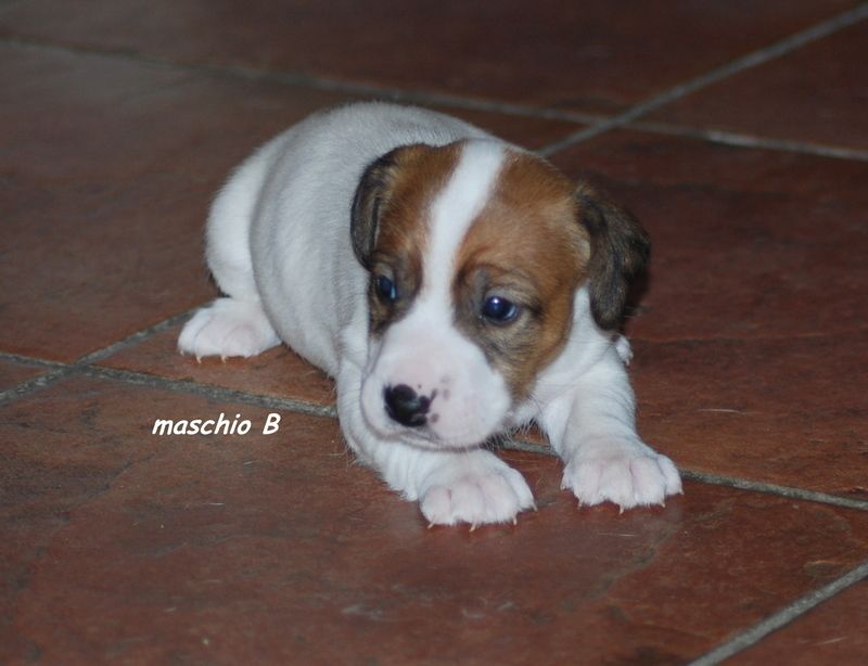 Tre cuccioli maschi di Jack Russell Terrier