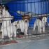 3 maschi e 2 femmine di Jack Russell Terrier