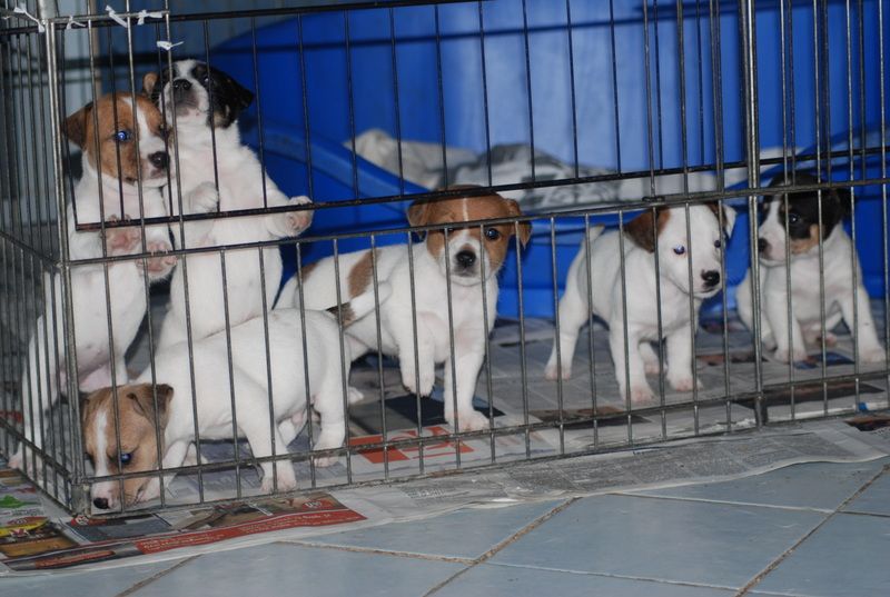 3 maschi e 2 femmine di Jack Russell Terrier