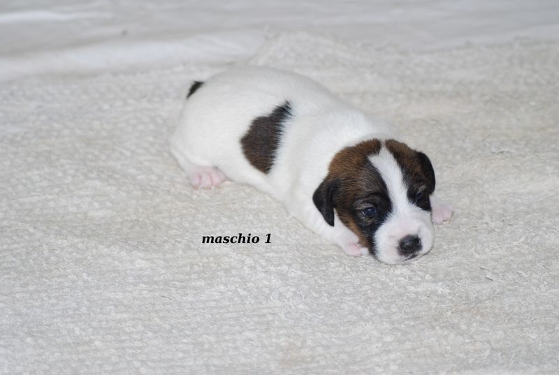 Jack Russell Terrier....cucciolata di 5 maschietti