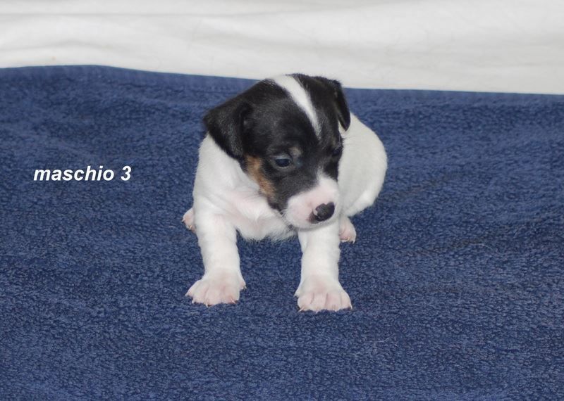 Jack Russell Terrier....cuccioli maschi disponibili