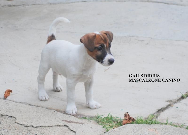 Jack Russell Terrier....DUE maschietti subito disponibili