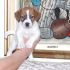 Due maschietti di Jack Russell Terrier