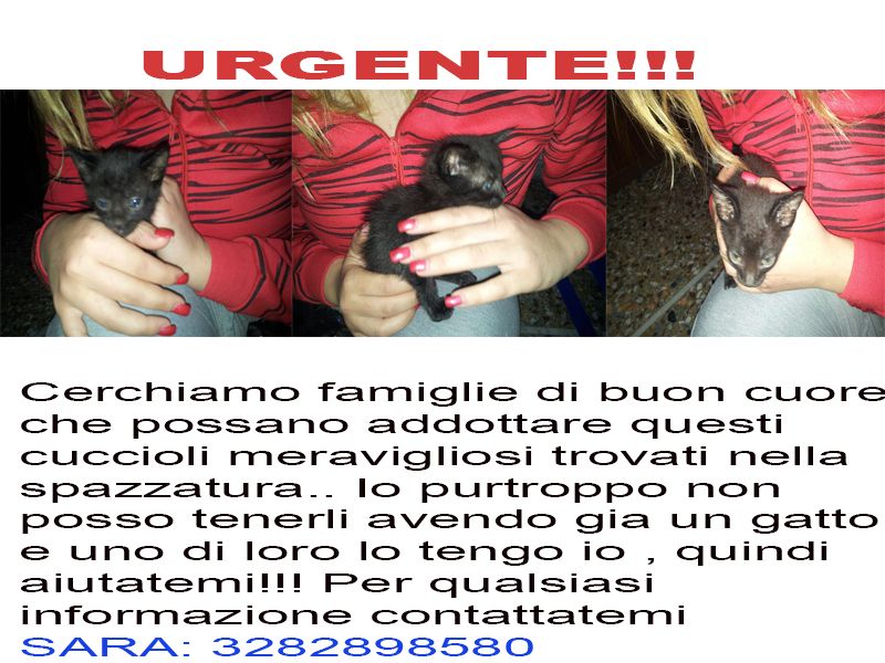URGENTE!!! TROVATI 3 CUCCIOLI DI GATTINI NERI ACCANTO ALLA SPAZZATURA!!
