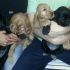 Bellissimi cuccioli di cocker spaniel inglese con pedegree