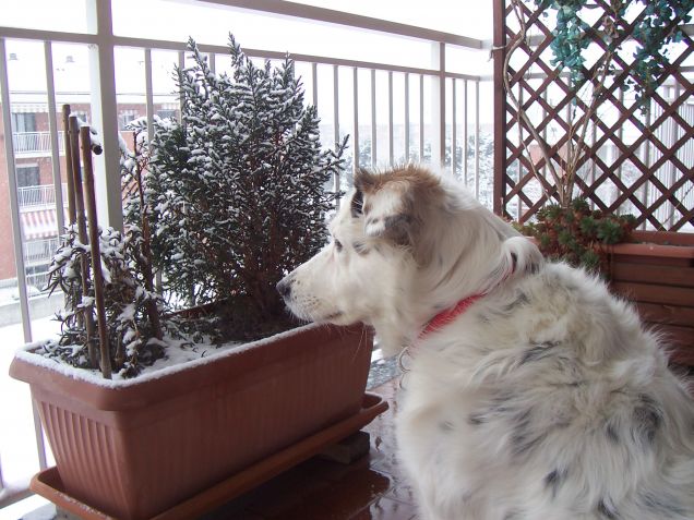 lilly guarda la neve che cade.