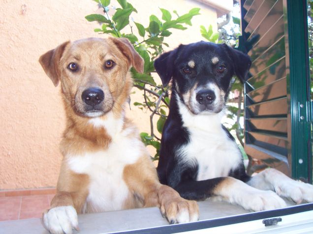 gli amici di Lilly( filly e maya.)