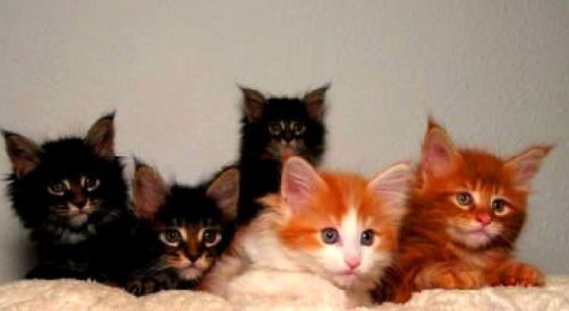 CUCCIOLATA MAINE COON