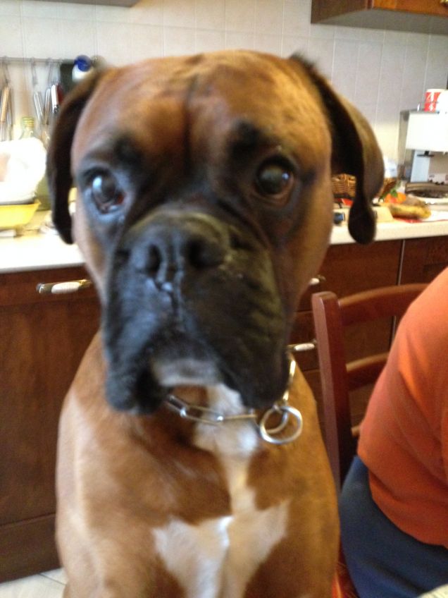 IL MIO IRON DOG