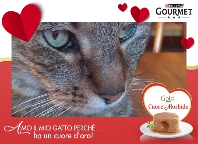 Se hai un gatto non sei mai solo!