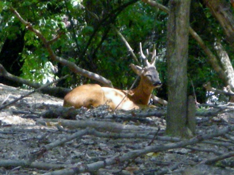 cerco cane piccola taglia n regalo o adozione