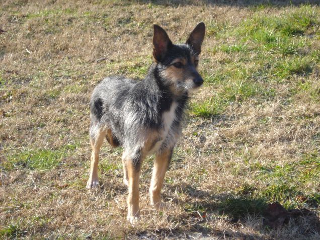 Loa.. il canile è solo un brutto ricordo