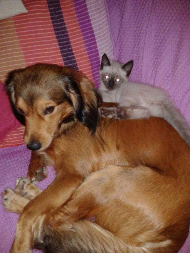 TOBY E GRISU' IN UN MOMENTO DI RELAX