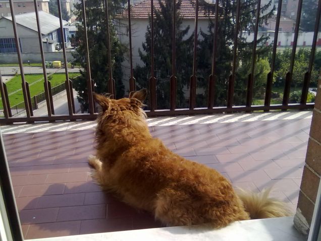 sto aspettando il mio padroncino.