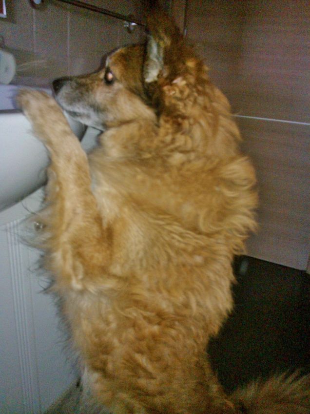 voglio lavare il musetto da solo