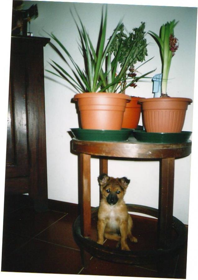 le prime foto del mio cucciolo