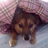 valeria