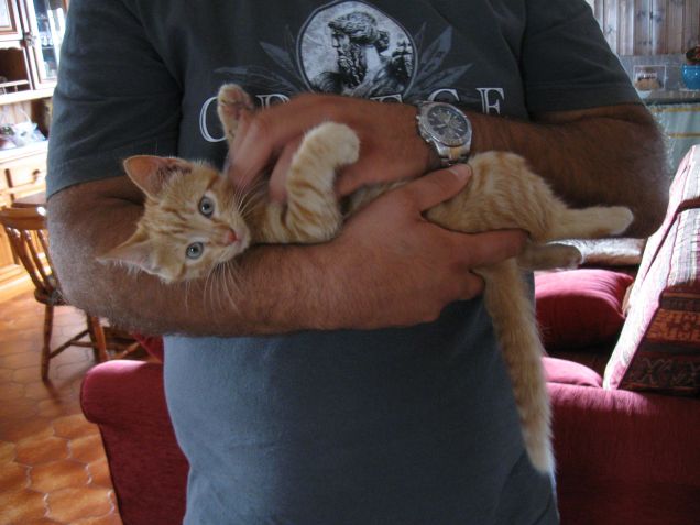 Nikky the cat Kokkoloso