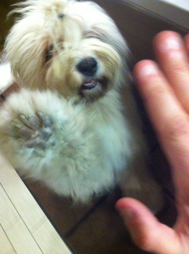 BATTI IL CINQUE...EHM..CIOE'...LA ZAMPA...