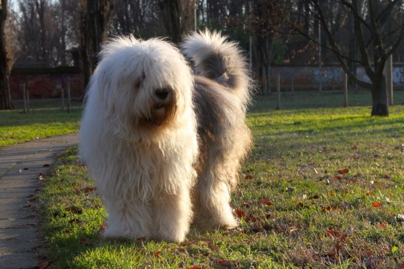 POLDO - BOBTAIL CERCA FIDANZATA