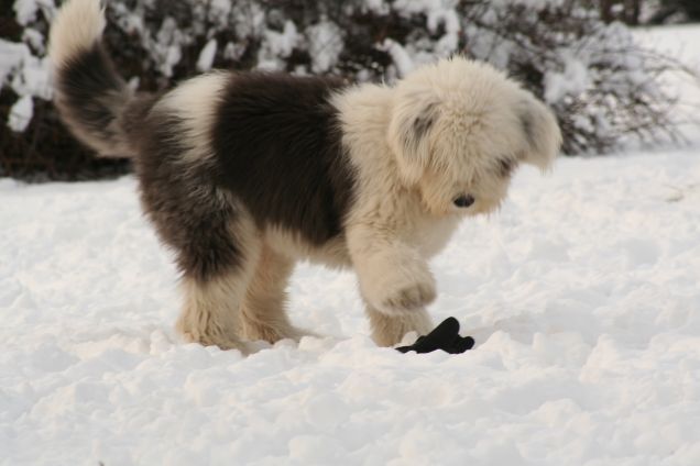 Poldo e il guanto nella neve...