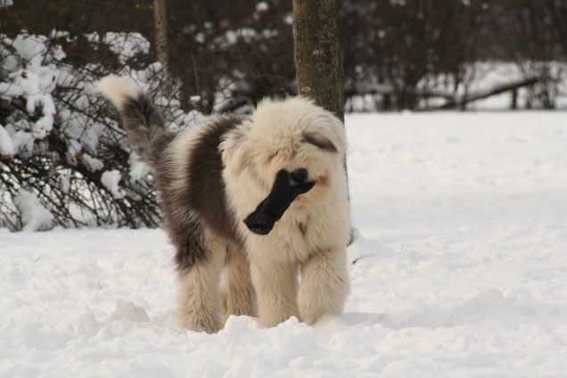 Poldo e il guanto...in bocca...
