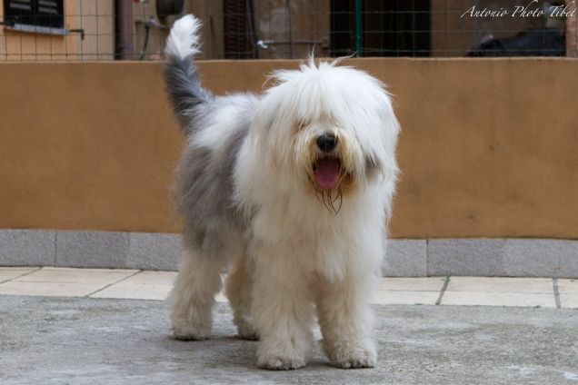 GIOCHIAMO PAPOOOOOONE????